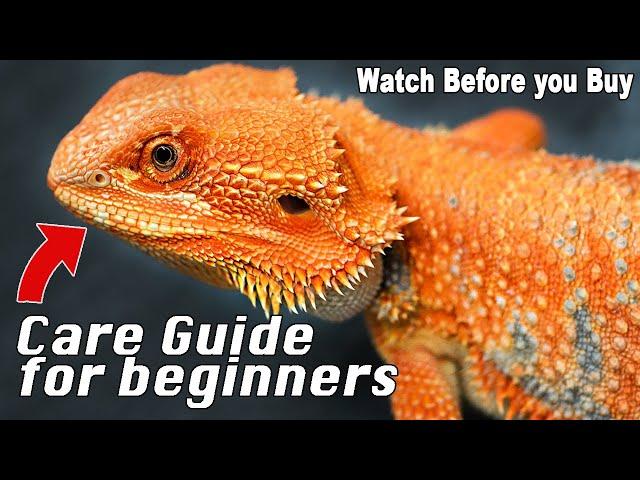 Bearded Dragon Care Made Simple!