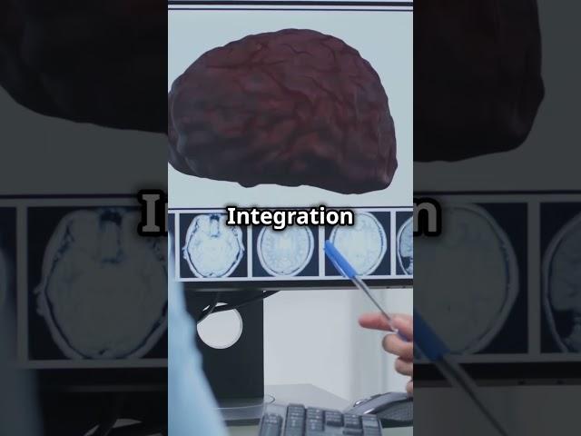 How Your Brain Sees the World: Occipital Lobe Secrets! #shorts