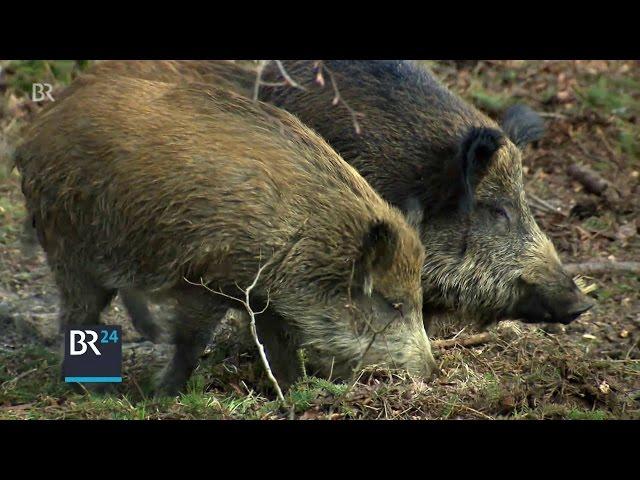 Jagdhundausbildung: Wildschwein-Jagd im Übungsgatter | BR24