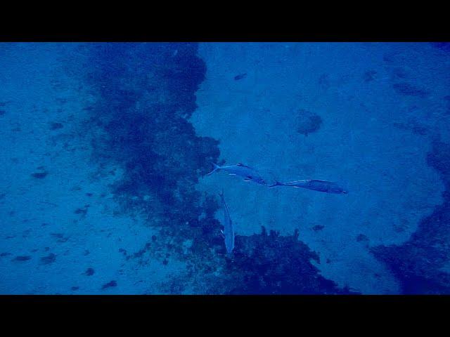 Crazy Clearwater dive for red snapper grouper and hogfish