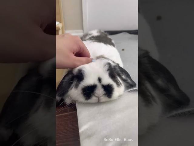 How can I not pet these fluffy bunnies? 