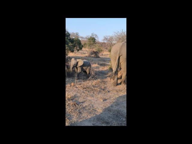 Curious Little Elephant Goes to Tourists Vehicle, Stares at Them, Then Runs Away