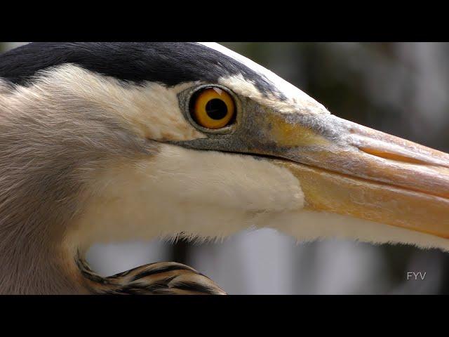 Great Blue Heron vs Goffin's Cockatoo FYV