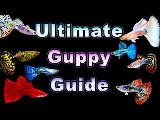 The Ultimate Guide to Guppy Care and Breeding!