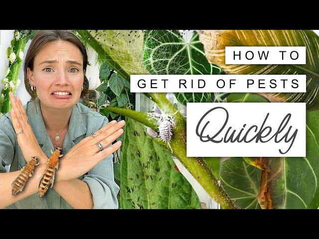 House Plant PESTS  How To Quickly and Easily GET THEM GONE 