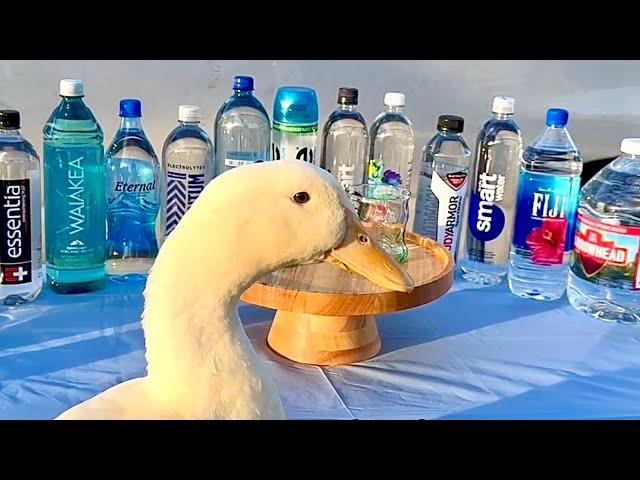 Water Review & Tier List (with wrinkle the duck & human name)