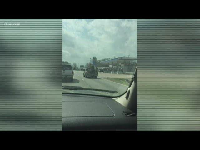 Horse seen in back of pickup truck on Texas highway