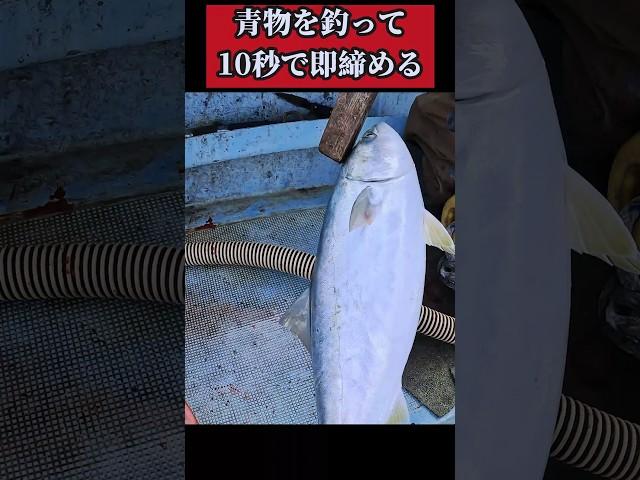 【閲覧注意。命に感謝】青物(ブリ系)を釣って即締めするプロの技 #sorts #釣り