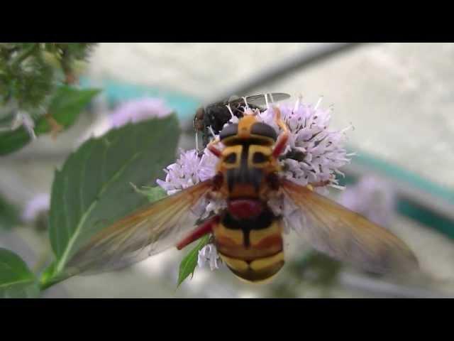 Milesia crabroniformis, la Milésie faux-frelon (ou Milésie frelon