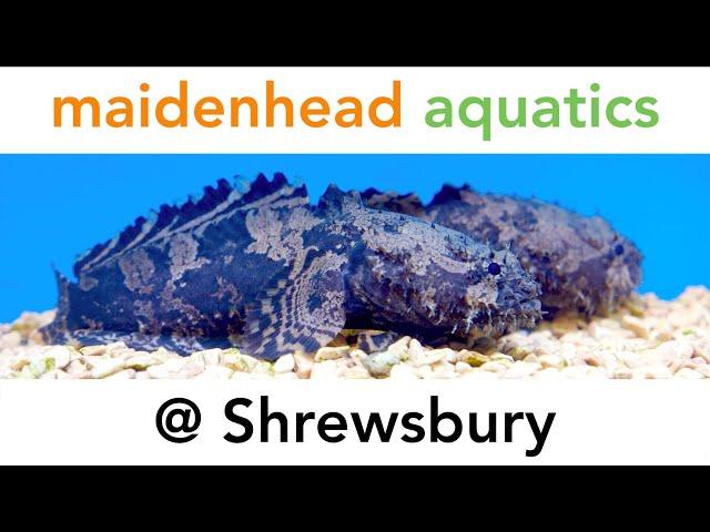 Maidenhead Aquatics @ Shrewsbury