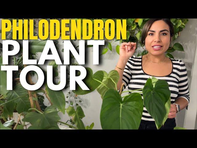 My Philodendron Plant  House Tour! MY ENTIRE COLLECTION! 25+ Philodendron collection!!!