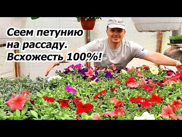 Сеем петунию на рассаду. Проверенный и надёжный способ!