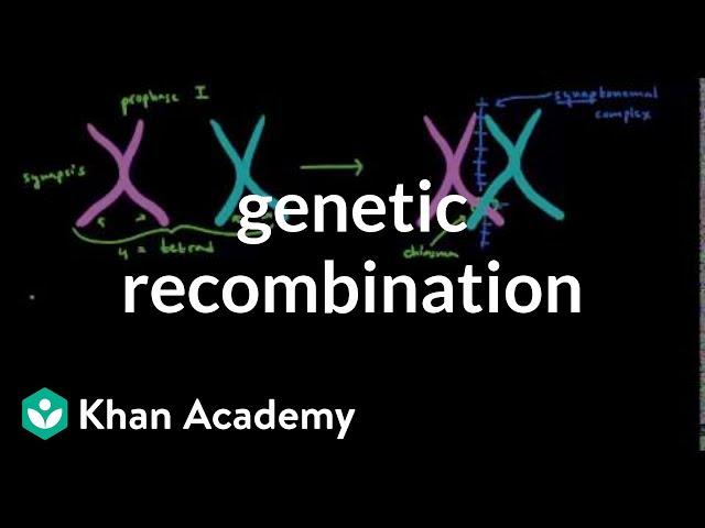 Genetic recombination 1 | Biomolecules | MCAT | Khan Academy