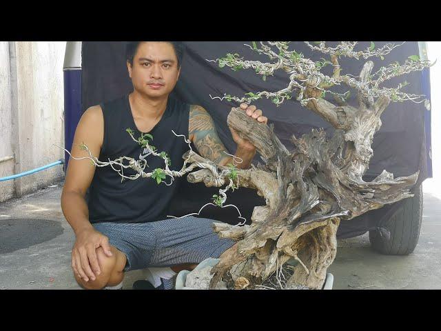 bonsai Time lapse - lagundi + tugas - wiring - bonsai philippines