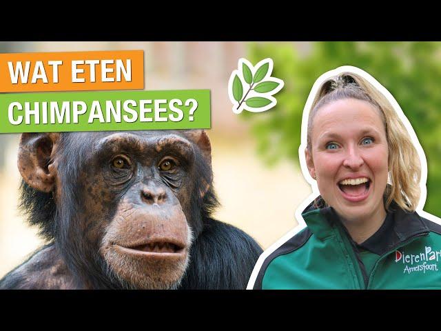 ZO SLIM ZIJN CHIMPANSEES!  KIJK MEE ACHTER DE SCHERMEN!  | Carlijns Dierenvraag #43