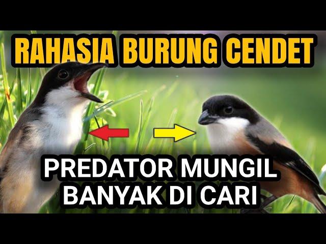 DI BALIK RAHASIA CENDET GACOR BERDIRI TEGAP‼️