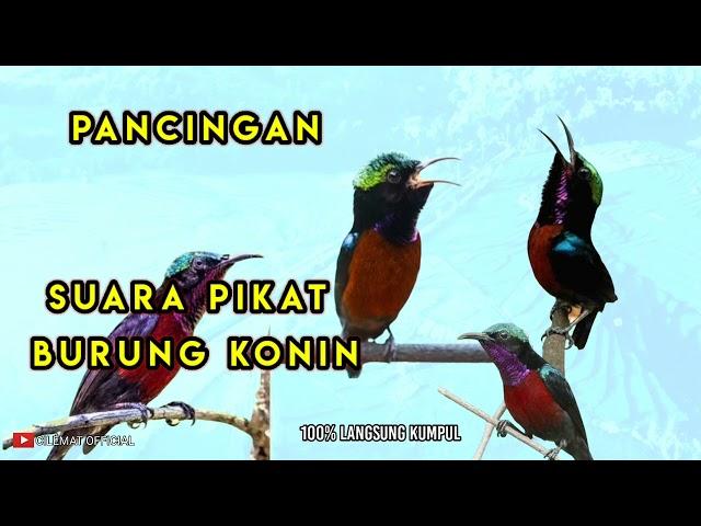 SUARA PIKAT BURUNG KONIN atau KOLIBRI NINJA || PANCINGAN KONIN DI ALAM,, TERBUKTI AMPUH.