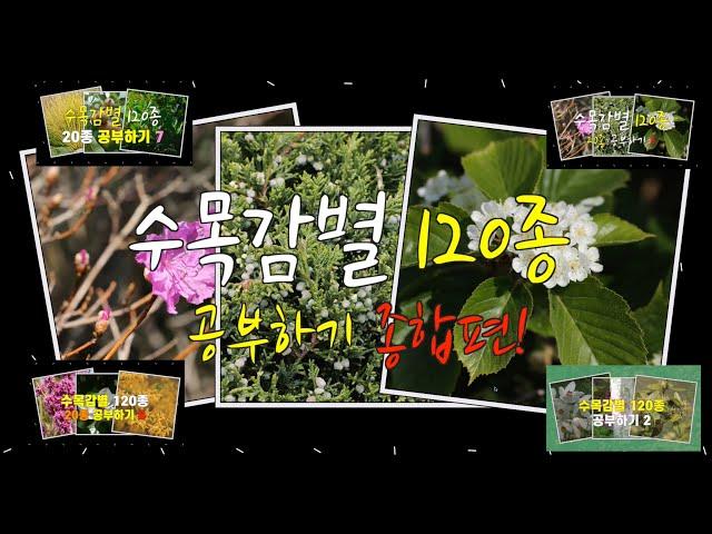 조경기능사 실기 수목감별 표준수종 120종 종합편 (feat. 클로바더빙)