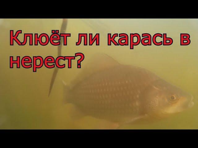 Рыбалка.  Нерест карася. My fishing