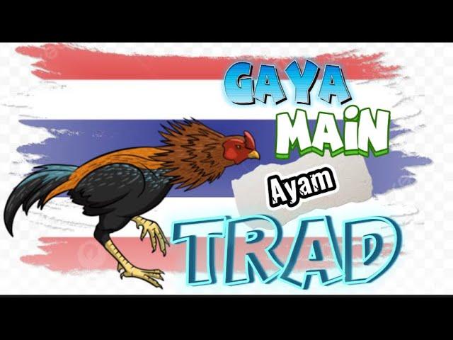 Gaya Main Ayam Jenis Trad || Mengetahui Lebih Detail Tentang Ayam Trad Dari Thailand