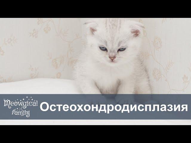 Остеохондродисплазия у шотландских вислоухих кошек