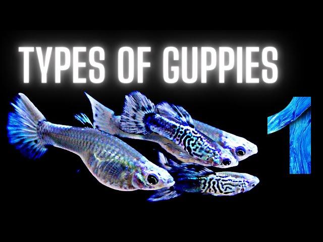 Guppy Fish Care – 50 Different Types of Guppies - Part 1