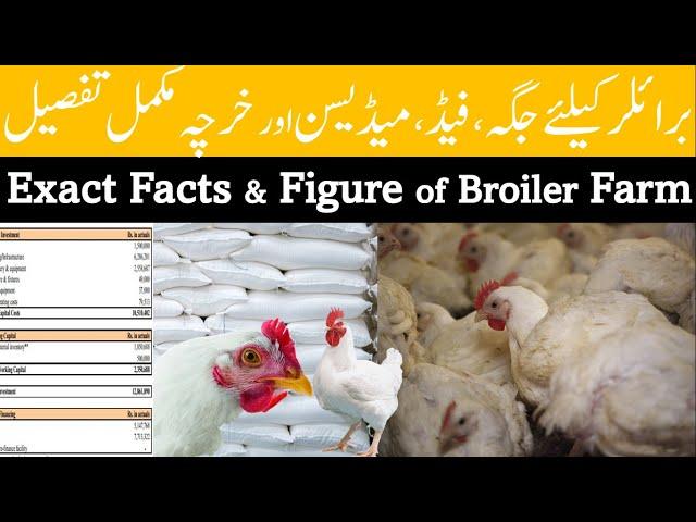 The Untold Secrets: Unveiling the Exact Facts and Figures of Broiler Farming