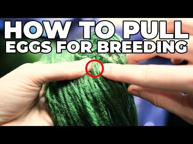 How To Pull Eggs Out Of A Spawning Mop