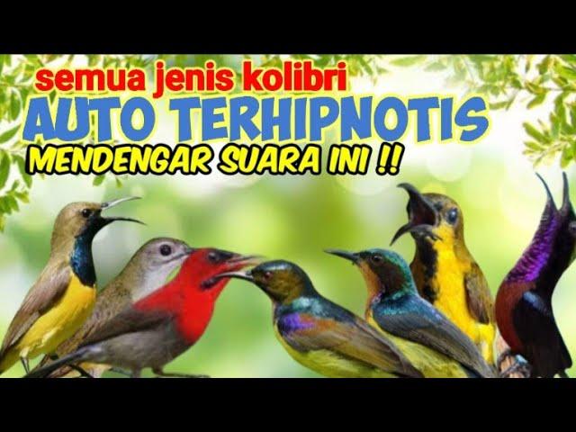 Suara Pikat Penghipnotis Semua Jenis Burung Kolibri