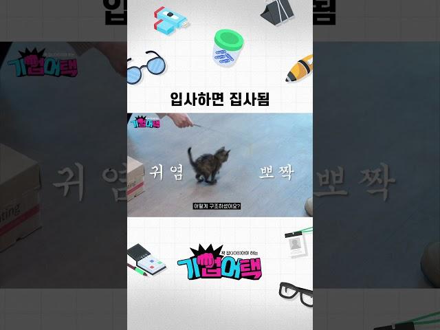 입사하면 집사되는 회사