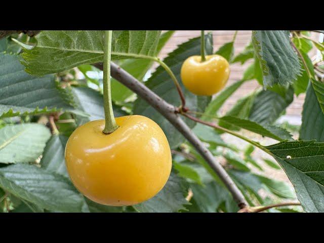 (Stark) Gold Cherry Variety Taste Test