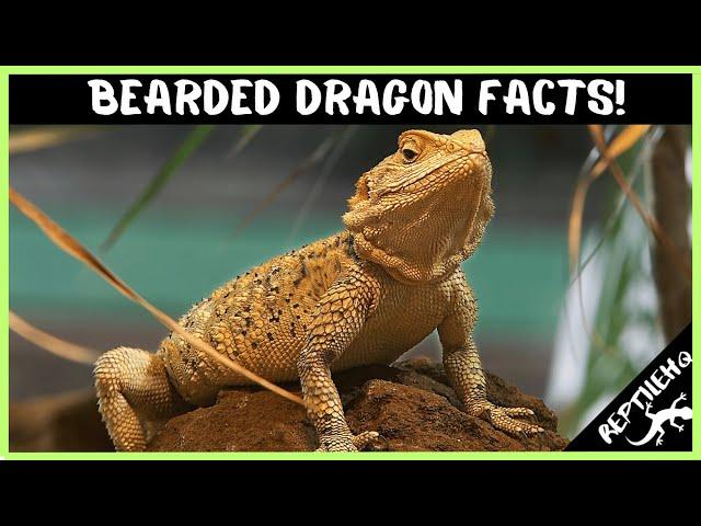 25 Crazy Bearded Dragon Facts that Will Blow Your Mind!