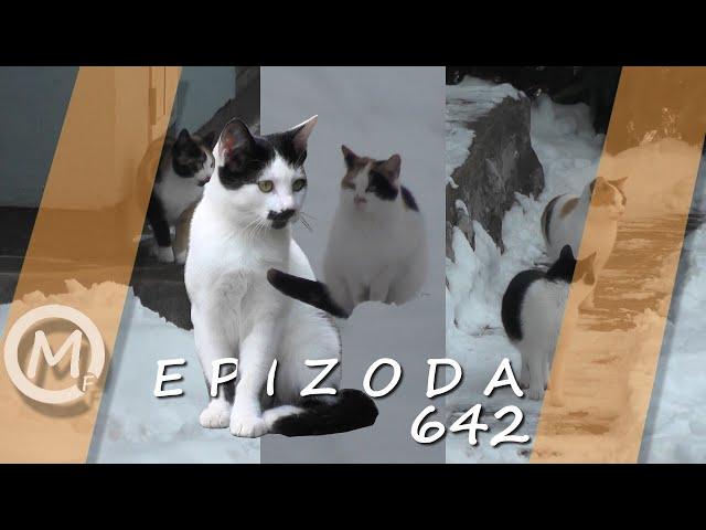 Porodica Zloća - Epizoda 642 (Season 15)