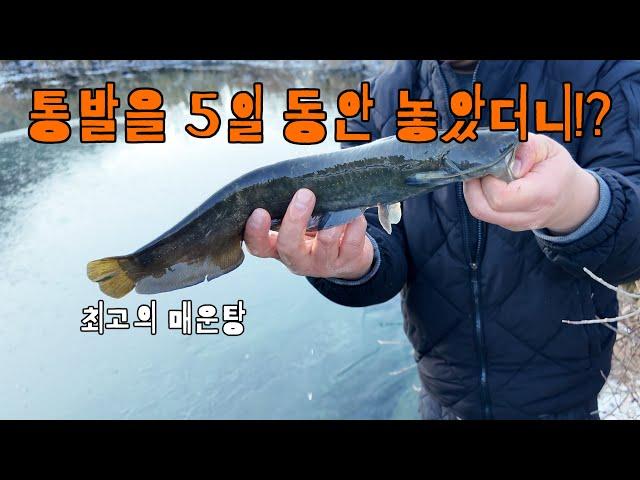 통발 던져놓고 포기 했는데 잡혀버린 맛있는 메기! 바로 매운탕 가즈아!