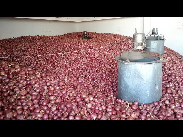 Onion storage best process in India (desi tarika)