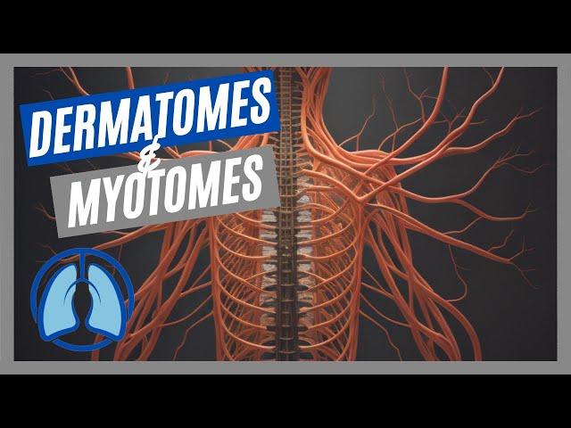 Dermatomes & Myotomes Made Easy