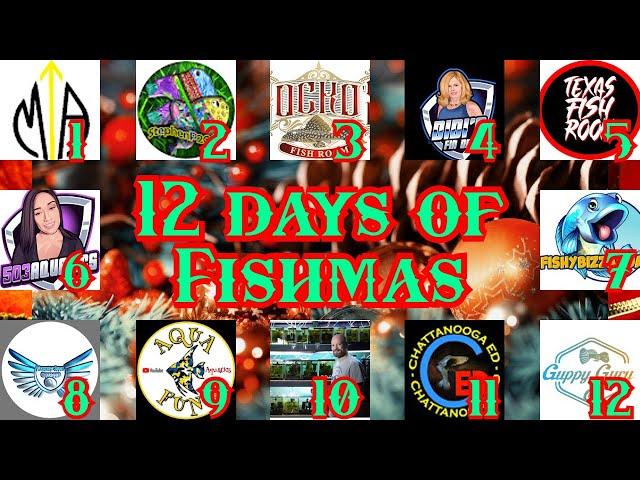 The 2nd Day of Fishmas with StephenP2003 Awkwardics