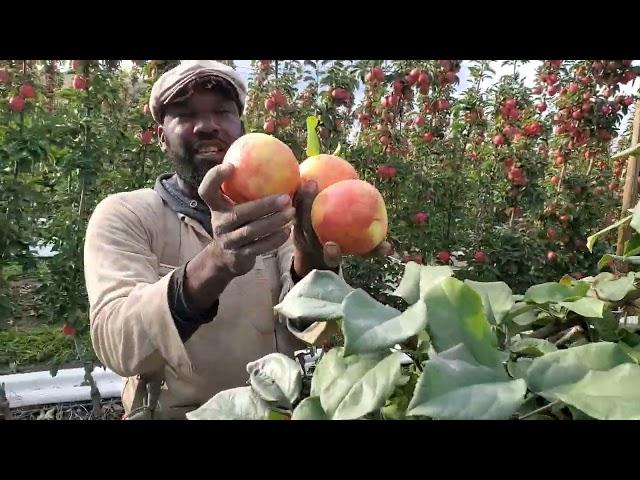 -2  Ambrosia  apple picking bc Canada 