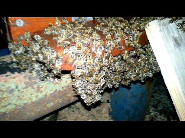 Пчеловодство Жара выкучивание пчёл