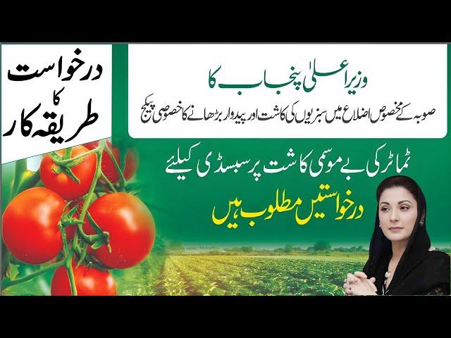 Subsidy Scheme for Vegetables (Tomatoes) in 7 Districts of Punjab