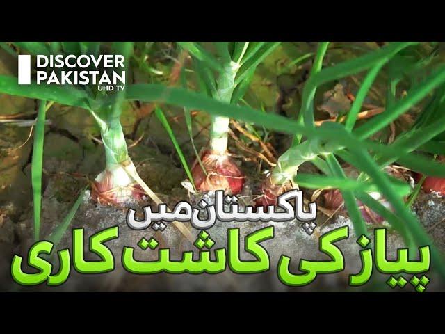 Do you know where the World's best Onions are grown? | Kisan Ka Pakistan  | Discover Pakistan