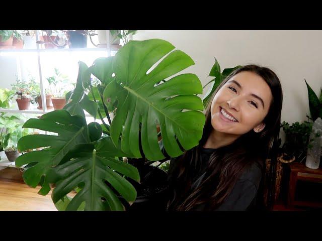 Huge Monstera Spring Repotting