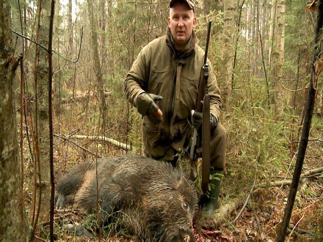 Загонная охота на кабана (Wild boar hunting with dogs).