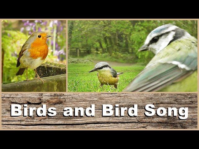 Birds, Bird Song and Sounds : In The Park