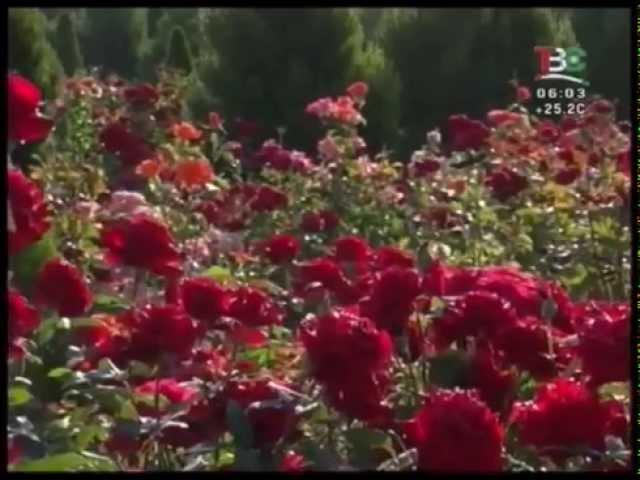 TV Safina - TV Tajikistan, Startup | Телевизиони Сафина