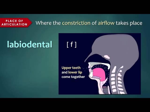 Introduction to Articulatory Phonetics (Consonants)