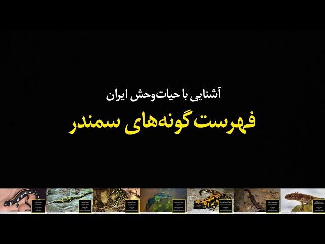 فهرست گونه‌های سمندر در ایران