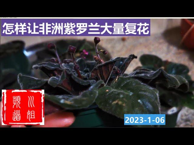 非洲紫罗兰大量复花的关键因素 Key Factors for Massive Compound Flowering of African Violets #African violets/