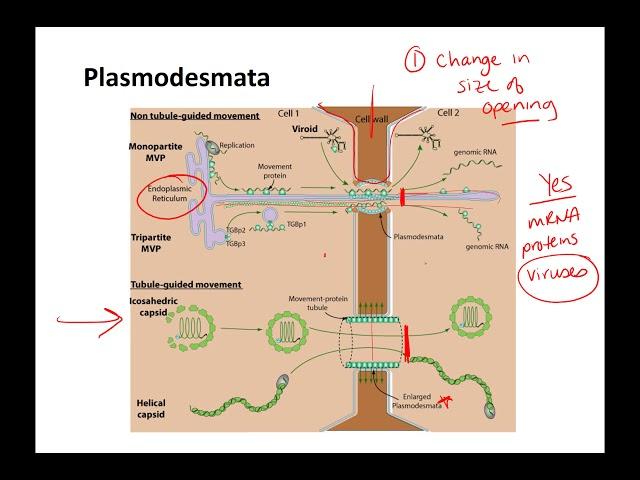 cell junctions online lecture