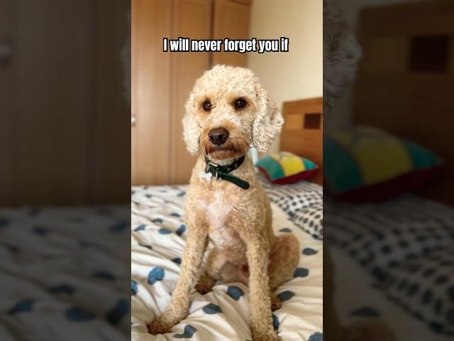 Will you help my puppy  #dog #goldendoodle #puppy #doglover